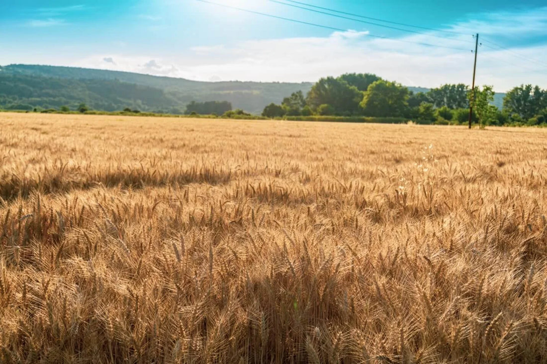 Elevating Wheat Yields with Agriculture Drones in Romania