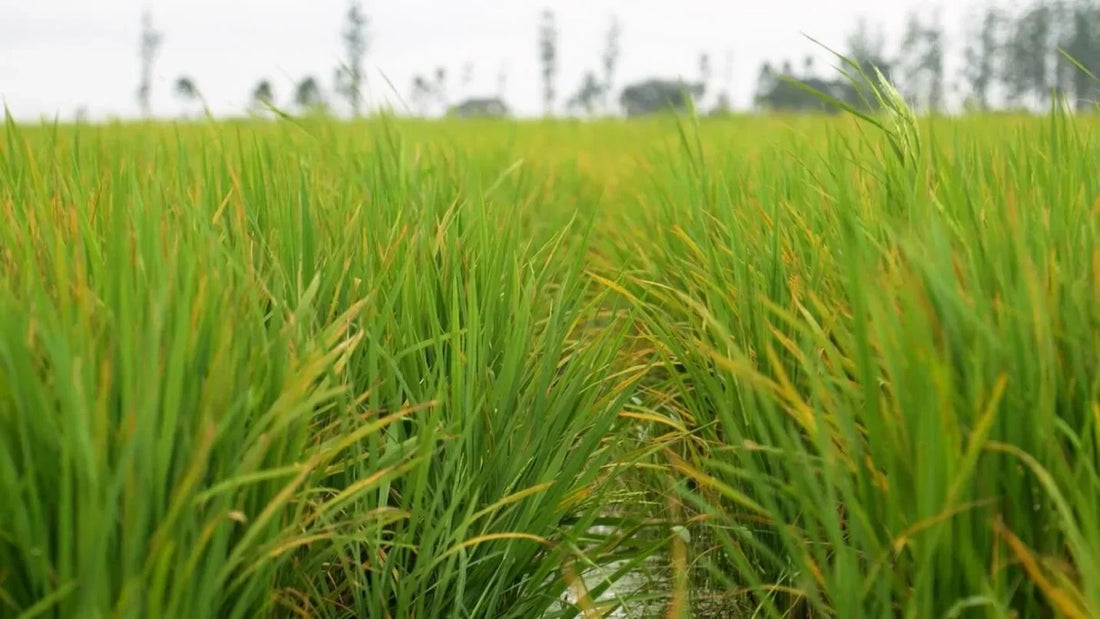 Revolutionizing Rice Farming in Brazil with Agras T40 Drones