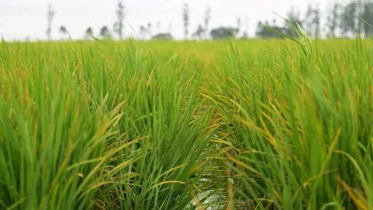 Revolutionizing Rice Farming in Brazil with Agras T40 Drones