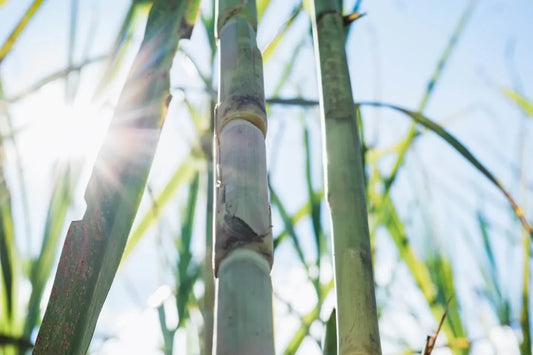 Revolutionizing Sugarcane Cultivation with Agras T40 in Brazil