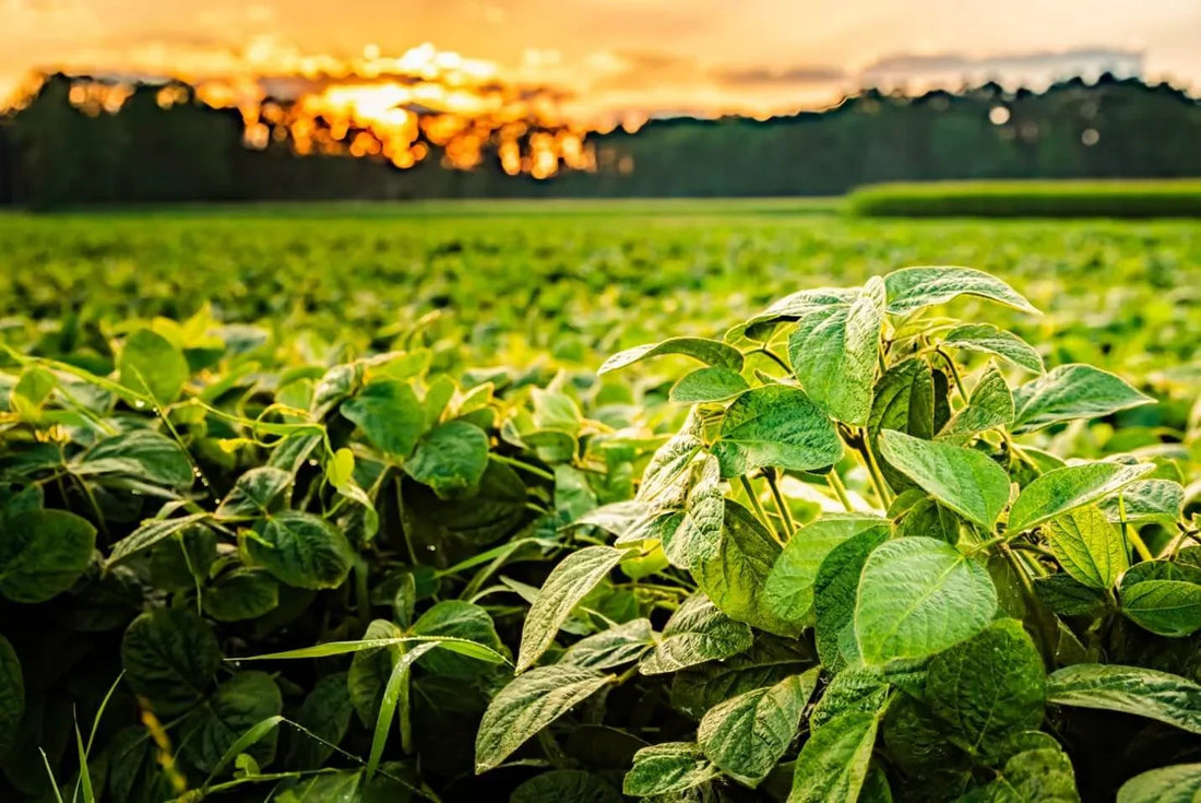 Transforming Soybean Farming in Brazil with Agras T40