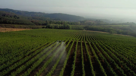 Transforming Vineyard Spraying in Romania with Drone Technology