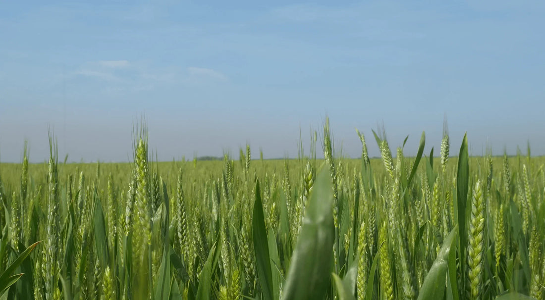 Wheat Farming with Agriculture Drone Solutions