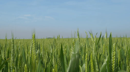 Wheat Farming with Agriculture Drone Solutions